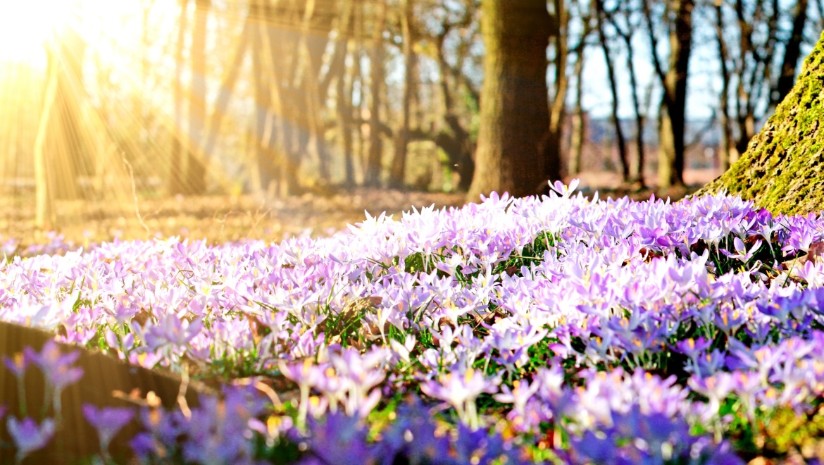 Zukunftsfinanzierungsgesetz Anleihen IBO Unternehmensfinanzierung KMU Kapitalerhöhung Mittelstandsfinanzierung IPO Börse Aktien